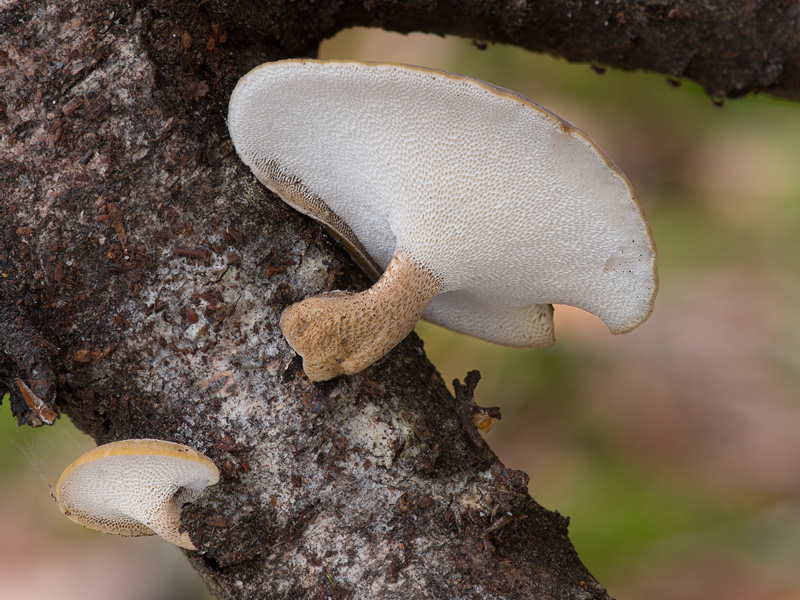 Polyporus brumalis